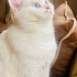 BEMBEYAZ TÜYLER, MASMAVİ GÖZLER ÜCRETSİZ BRİTİSH LONGHAİR KEDİLER fotoğraf