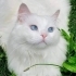 BEMBEYAZ TÜYLER, MASMAVİ GÖZLER ÜCRETSİZ BRİTİSH LONGHAİR KEDİLER fotoğraf