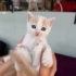 1 aylık muhteşem bir yavru🐱🧿 fotoğraf