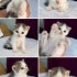 Bir aylık muhteşem bir bebek🐱🧿 tipi çok komik, oyuncu, sevecen fotoğraf