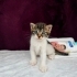 Bir aylık muhteşem bir bebek🐱🧿 oyuncu, sevecen, aşırı güzel😊 fotoğraf