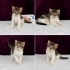 Bir aylık muhteşem bir bebek🐱🧿 oyuncu, sevecen, aşırı güzel😊 fotoğraf