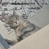 Evcil tekir kedi fotoğraf