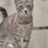 Evcil tekir kedi fotoğraf