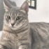 Evcil tekir kedi fotoğraf