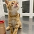 SARMAN KEDİ ACİL YUVA ARIYOR fotoğraf