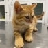 SARMAN KEDİ ACİL YUVA ARIYOR fotoğraf