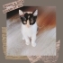 ŞANS GETİRDİĞİNE İNANILAN CALİCO KIZIMIZ 2.5 AYLIK fotoğraf