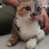 BESTİ YUVA ARIYOR fotoğraf