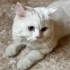 Beyaz british longhair erkek kedi fotoğraf