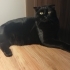 Zeytine acil yuva arıyoruz fotoğraf