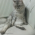 BRİTİSH LONGHAİR KISIR..!! ACİİLL..!! fotoğraf