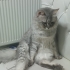 BRİTİSH LONGHAİR KISIR..!! ACİİLL..!! fotoğraf