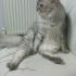 BRİTİSH LONGHAİR KISIR..!! ACİİLL..!! fotoğraf