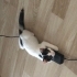 Pamuk Çocuk Zeus Yuva Arıyor fotoğraf