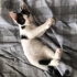 Pamuk Çocuk Zeus Yuva Arıyor fotoğraf