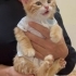 Yavru kedi Sarman fotoğraf