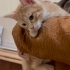 Yavru kedi Sarman fotoğraf