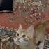 Yavru kedi Sarman fotoğraf