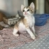 MİNİ MİNİ CALİCO PRENSESLER..!! fotoğraf