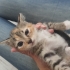 MİNİ MİNİ CALİCO PRENSESLER..!! fotoğraf