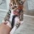 MİNİ MİNİ CALİCO PRENSESLER..!! fotoğraf