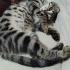 puma misali mirmir yavru kedi fotoğraf