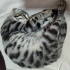 puma misali mirmir yavru kedi fotoğraf