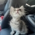 2,5 AYLIK GÜMÜŞ KIZ MARKETİN OTOMATİK KAPISINA SIKIŞMAK ÜZEREYKEN KURTARILDI😿 fotoğraf