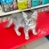 2,5 AYLIK GÜMÜŞ KIZ MARKETİN OTOMATİK KAPISINA SIKIŞMAK ÜZEREYKEN KURTARILDI😿 fotoğraf