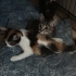 Rengarenk Yavru Kedi İsteyen Koşsun fotoğraf