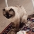 Eğitimli cins kedimize acil yuva arıyor fotoğraf
