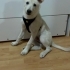5 aylık enerjik insan dostu husky kırması fotoğraf