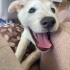 5 aylık enerjik insan dostu husky kırması fotoğraf