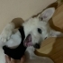 5 aylık enerjik insan dostu husky kırması fotoğraf