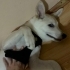 5 aylık enerjik insan dostu husky kırması fotoğraf