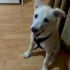 5 aylık enerjik insan dostu husky kırması fotoğraf