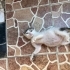 Annesi ve kardeşleri öldü tek kaldı acil yuva fotoğraf