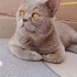 Mırnav yeni ailesini arıyor fotoğraf