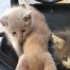 Anneleri olmayan yavrulara yuva fotoğraf