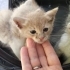Anneleri olmayan yavrulara yuva fotoğraf
