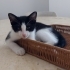 Oyuna doymayan karaca fotoğraf