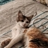 Minik kız bir melek arıyor fotoğraf