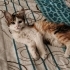 Minik kız bir melek arıyor fotoğraf