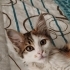 Minik kız bir melek arıyor fotoğraf