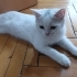 ACİLL YAVRU KEDİ SAHİPLENDİRME fotoğraf