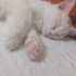 ACİLL YAVRU KEDİ SAHİPLENDİRME fotoğraf