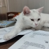 ACİLL YAVRU KEDİ SAHİPLENDİRME fotoğraf