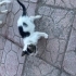 ACİL YUVA SOKAKTA KALAMAZ fotoğraf