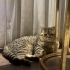 Pasaportlu British Shorthair Erkek Kedi Oyuncu ve Sevimli fotoğraf